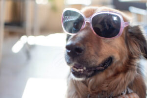 dog with sunglasses