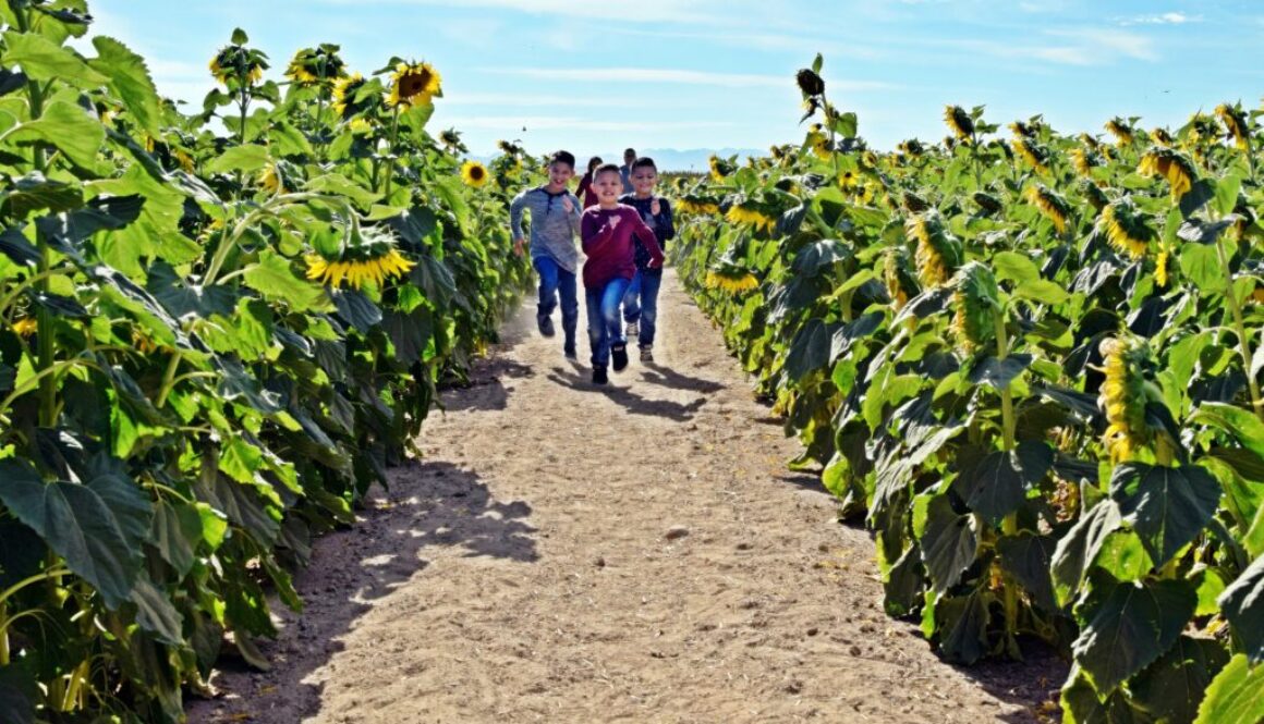 three little boys running in a sunflower field