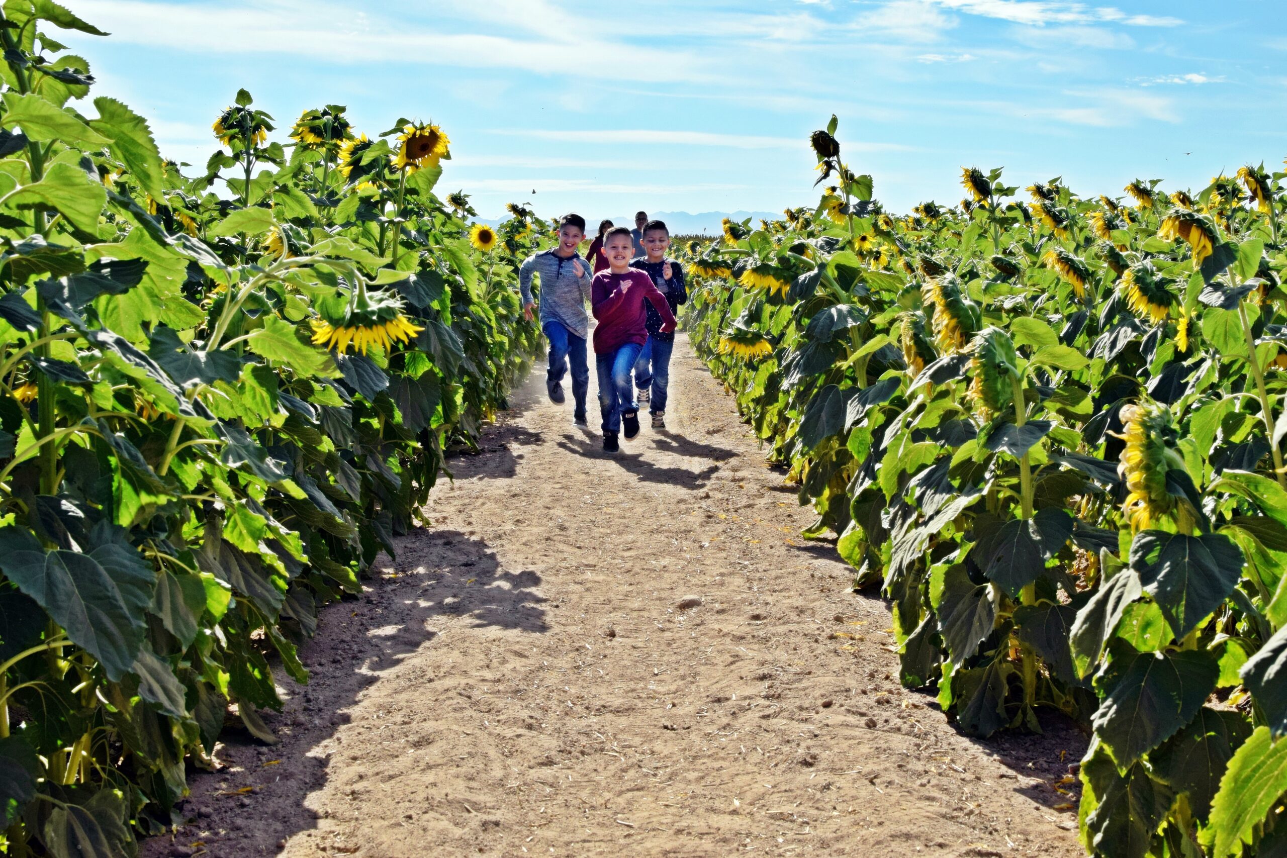 three little boys running in a sunflower field