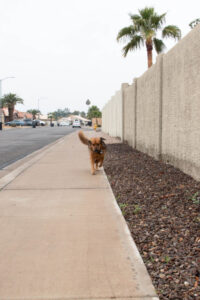 dog running