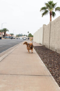 dog running