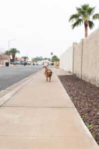 dog running