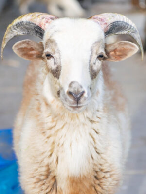 Avondale pet photographer working with farm animals. White goat with brown