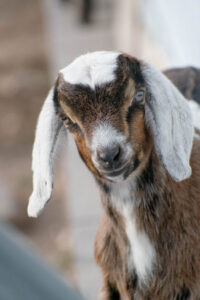 brown and white goal MM Services Mobile Petting Zoo