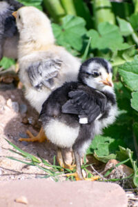 baby chickens in west phoenix. local photographer to joint effort with mobile petting zoo