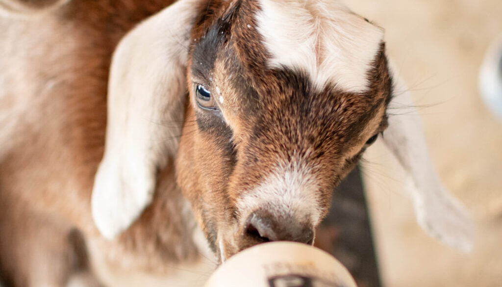 baby goat photoshoot drinking from a bottle