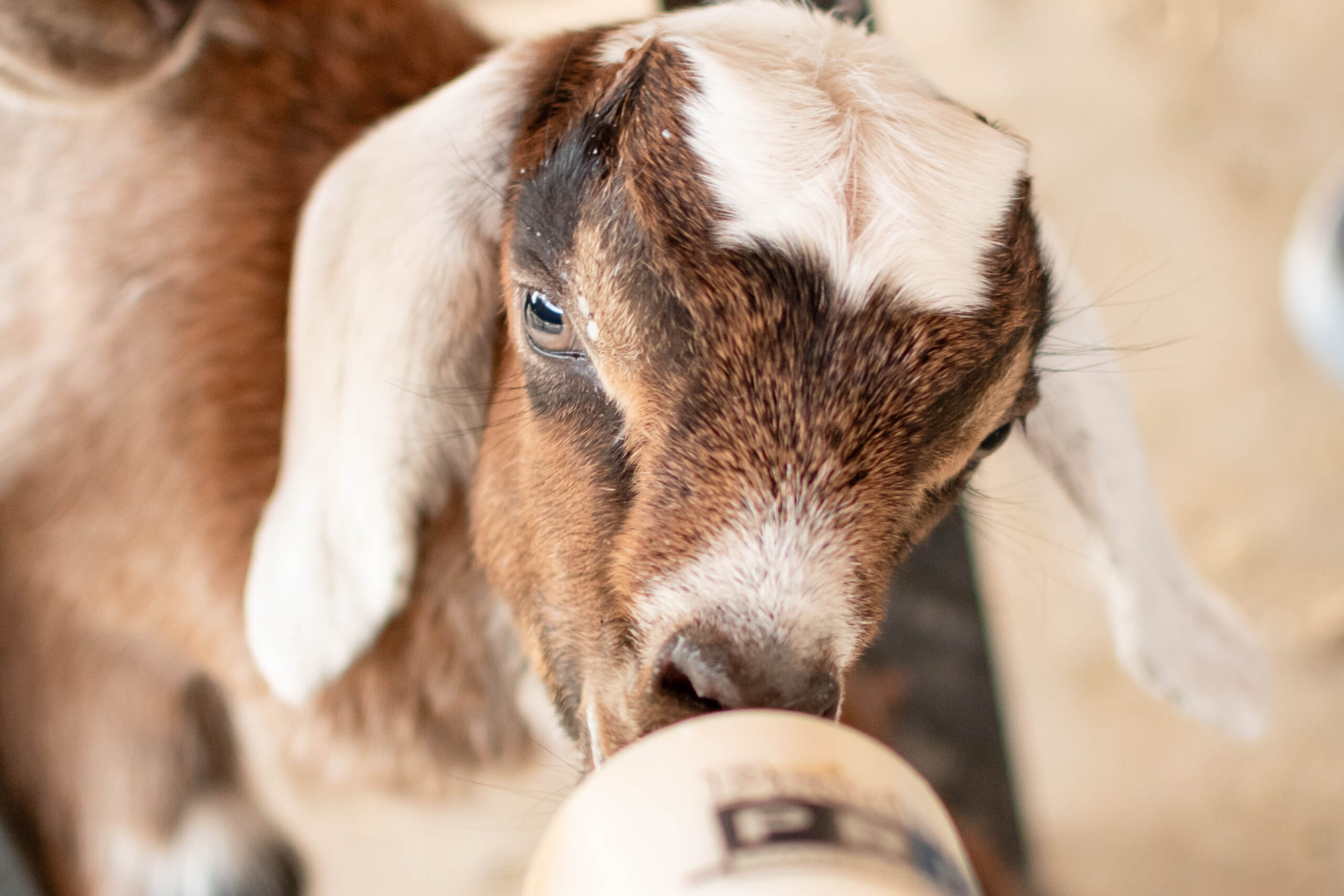 baby goat photoshoot drinking from a bottle