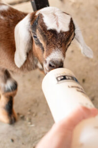 baby goat being fed a bottle