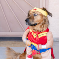 Dog in wonder woman costume in front door. Avondale, AZ photographer