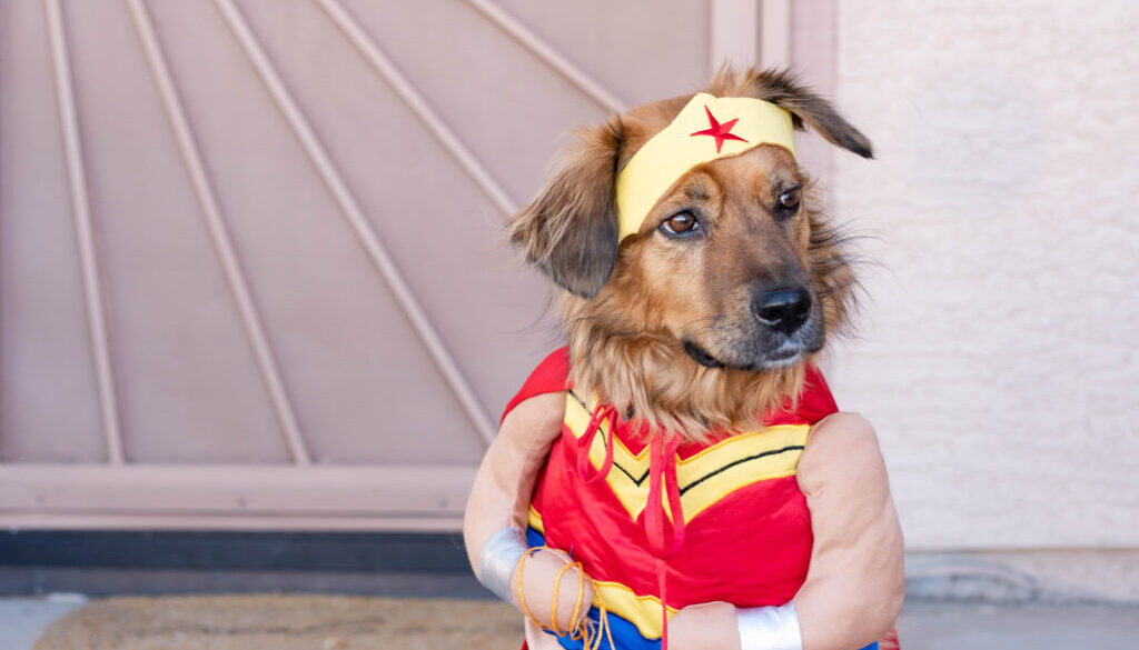 Dog in wonder woman costume in front door. Avondale, AZ photographer