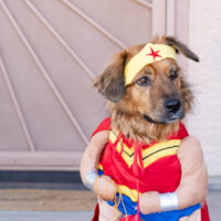 Dog in wonder woman costume in front door. Avondale, AZ photographer