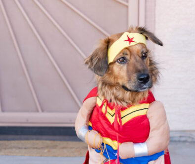 Dog in wonder woman costume in front door. Avondale, AZ photographer