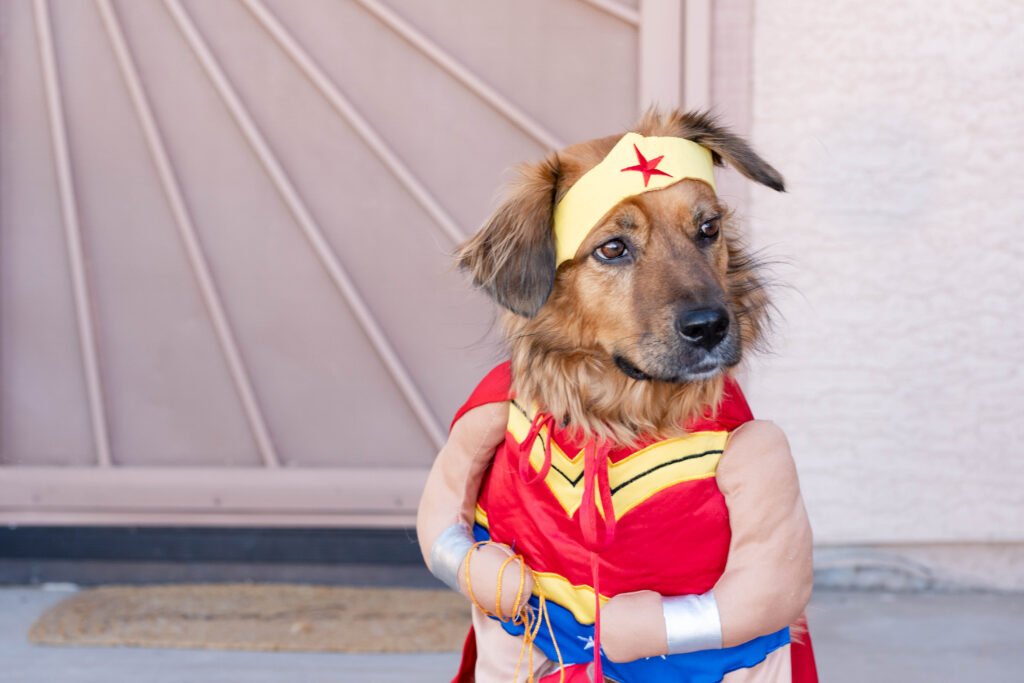 Dog in wonder woman costume in front door. Avondale, AZ photographer