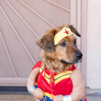 Dog in wonder woman costume in front door. Avondale, AZ photographer