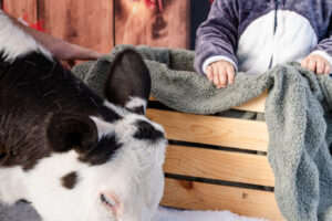 A Christmas Barnyard Bash: Capturing Adorable Moments at the Waddell Farmers Market