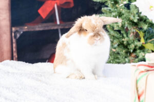 A Christmas Barnyard Bash: Capturing Adorable Moments at the Waddell Farmers Market