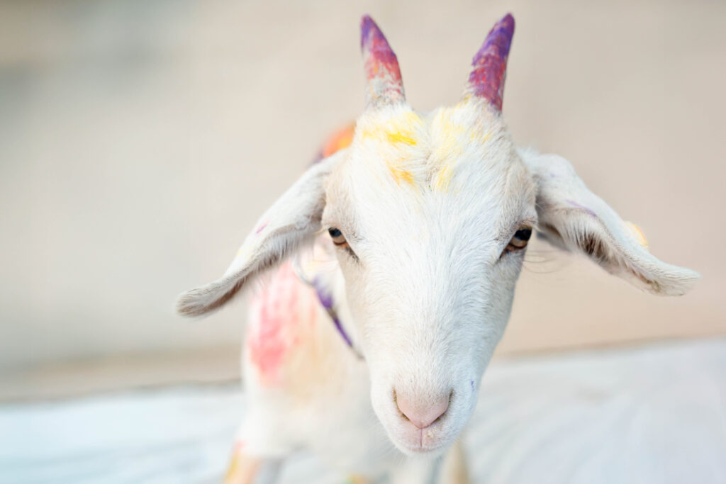 Kim VanOs Photography