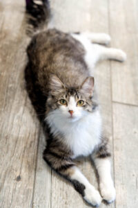 Kim VanOs Photography